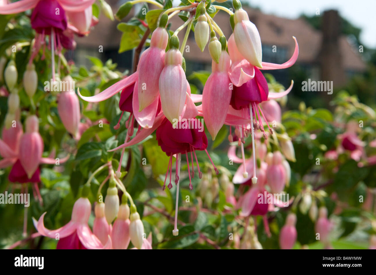 Fushia Onagraceae `Falklands` Stock Photo